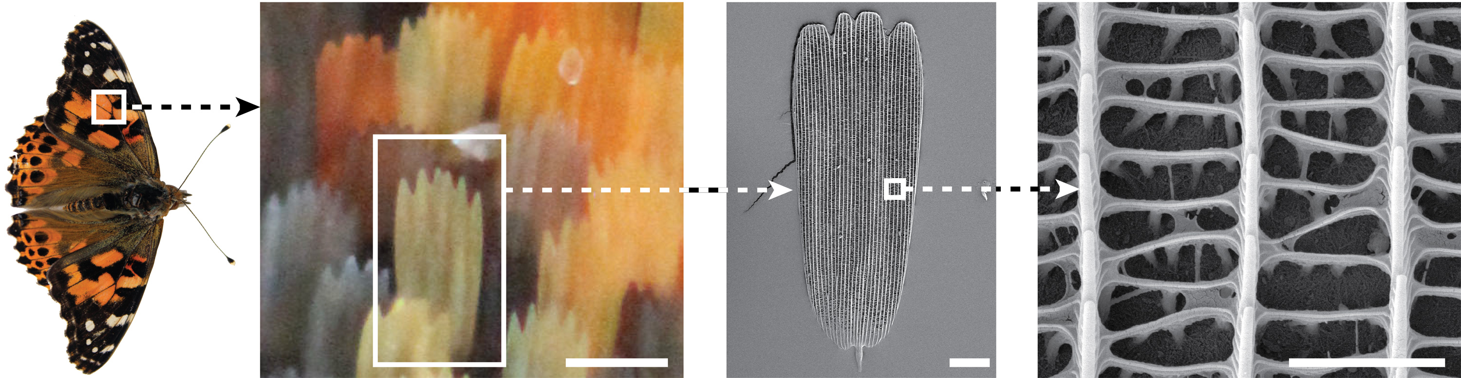 Four images show the butterfly; the butterfly scales; the ridges of a single scale; and an extreme closeup of few ridges.