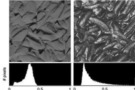 The stucco-like surface on the right looks darker and glossier than the one on the left even though the mean luminance of both images is equal. The luminance histogram of the image on the right is positively skewed and the one on the left is negatively skewed.