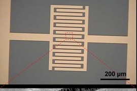 Top: An optical image of the interdigitated gold electrodes upon which the carbon nanotubes are deposited.
Bottom: A scanning electron microscopy image of the gold electrodes (thick gray bars). The carbon nanotubes are the small string-like wires extending into the black regions between the electrodes.