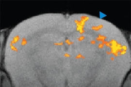 This image shows a map of neural activity in the awake mouse brain, top, and pattern of brain communication when the sensory projection neurons are optically driven, bottom. The hotter colors indicate higher correlation.