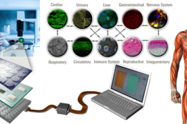 MIT researchers and a multidisciplinary team of collaborators envision creating a versatile platform that can incorporate up to 10 engineered human “tissue chip” modules in an interacting circuit to model human responses to drugs and vaccines a laboratory setting.  