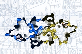 Biologists found that boosting the activity of pyruvate kinase, the enzyme seen here, can prevent tumors from growing.