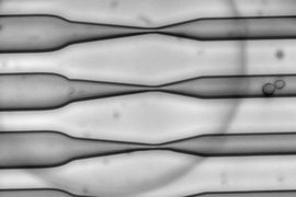 As cells squeeze through a narrow channel, tiny holes open in their membranes, allowing large molecules such as RNA to pass through.