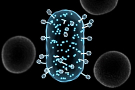 This illustration depicts phages infecting a target bacteria and generating light-emitting proteins as reporters for bacterial contamination.