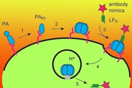 This schematic shows the assembly of anthrax PA proteins into a pore on the surface of a target cell. Scientists at MIT have commandeered these pores to deliver drugs called antibody mimics into cells, where they can interfere with disease-causing proteins.