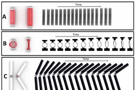 Time-lapse photos of three basic components of self-assembling materials, changing shape after being immersed in water. The top two are expanding "linear actuators," the bottom one a self-folding hinge.