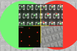 MIT researchers have designed a microfluidic device that allows them to precisely trap pairs of cells (one red, one green) and observe how they interact over time.