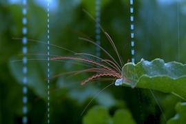 Researchers have developed a theoretical model to describe the relationship between a leaf’s flexibility, the fragmentation of the fluid, and its resulting pattern of raindrop-induced dispersal. The model, Bourouiba says, may eventually help farmers design fields of alternating crops. 