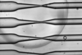 As cells pass through the CellSqueeze device at high speed, narrowing microfluidic channels apply a squeeze that opens small, temporary holes in the cells' membranes. As a result, large molecules — antigens, in the case of this study — can enter before the membrane reseals.