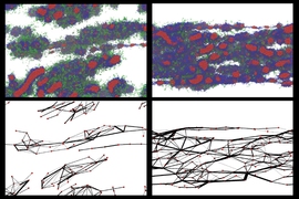 Molecular-level simulations of different lengths of silk molecules called fibroins, after being exposed to flow to simulate a spider's spinning process, reveal the key importance of the length of the molecular chains in achieving well-bonded fibers. At left, the fibroins have a length of 4 units, and, at right, 12 units. Below each “snapshot” of the simulation is a diagram showing the connecti...