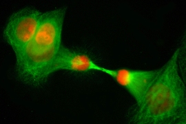 A cell division observed. Cancer risk increases with the rate of cell divisions.
