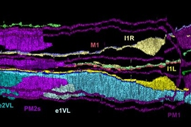 A 3-D reconstruction from electron microscopy images of neurons and other cells in the anterior pharynx of C. elegans nematode. The M1 neuron, which controls the newly discovered spitting behavior, is located in the center.  