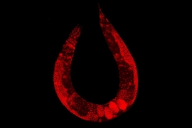 The C. elegans nematode