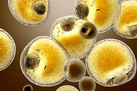 Fat cells in the human body.