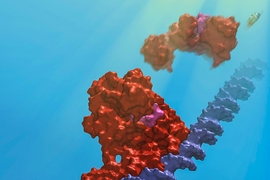 The photoreceptor CarH (red) breaks apart and falls off DNA upon light exposure.