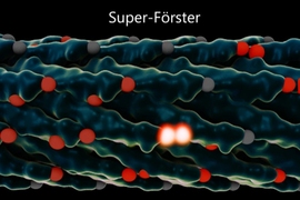 Rendering of a virus used in the MIT experiments. The light-collecting centers, called chromophores, are in red, and chromophores that just absorbed a photon of light are glowing white. After the virus is modified to adjust the spacing between the chromophores, energy can jump from one set of chromophores to the next faster and more efficiently.
