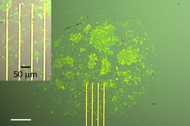 Optical micrograph of a fabricated conductometric graphene oxide gas sensor. The inset (top left corner) shows a close-up view of the active area of the sensor.
