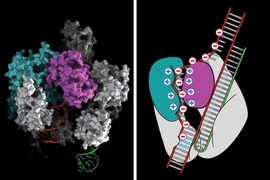 The researchers used structural knowledge of Cas9 to guide engineering of a highly specific genome-editing tool. 