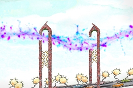 MIT neuroscientists discovered that the protein CPG2 connects the cytoskeleton (represented by the scaffold of the bridge) and the endocytic machinery (represented by the cars) during the reabsorption of glutamate receptors. Each "car" on the “bridge" carries a vesicle containing glutamate receptors.
