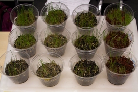 The Soil Network team had samples of their soil treatment. The more lush samples, at far left, are treated with the team's custom mixture. 