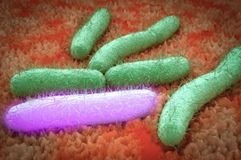 “The challenge is to engineer a system where we get enough growth to have a productive microbial ‘ chemical factory’  but not so much that we can’ t channel enough of the sugars into a pathway to make large quantities of our target molecules,”says Kristala Prather, an associate professor of chemical engineering at MIT.