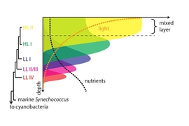 The many genetic variations of the tiny bacteria called Prochlorococcus are distributed in a layered structure, with each variant adapted to the particular mix of sunlight and nutrients found in that layer of seawater.