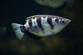 In addition to spit-shooting, an archer fish, pictured here, can launch itself from a near standstill, out of the water to a height of more than two times its body length.  “Unlike, say, a shark that comes barreling up from the bottom to catch its prey, an archer fish’s initial momentum is zero,” says Alexandra Techet, associate professor of mechanical engineering at MIT. 
