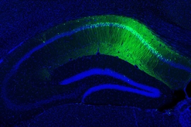 The green staining shows hippocampal CA1 engram cells, which store a long-term fear memory and have the light sensitive optogenetic protein channelrhodopsin-2. The blue staining shows all cells in the dorsal hippocampus brain region, including non-engram cells (blue color staining only).
