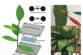 Left: Schematics of conductive circuits printing on the leaf surface. A microfluidic chip is placed on top of the leaf abaxial surface and clamped in between two holders. The inset shows a schematic layout of a printed microsensor with two contact pads and a stripe going across a single stoma. The conductive stripe breaks when stoma opens, increasing sensor resistance. Right: Pictures of a stoma w...