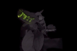 Glowing MIT logo printed on the leaf of an arugula plant. The mixture of nanoparticles was infused into the leaf using lab-designed syringe termination adaptors. The image is merged of the bright-field image and light emission in the dark. 
