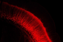 Researchers at MIT and the Allen Institute for Brain Science have developed a new modified version of the rabies virus that stops replicating once it infects a cell, allowing it to deliver its genetic cargo without harming the cell. 