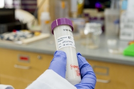 A sample of sourdough starter from The Herman Project. The researchers are studying the samples from participants to see how microbial these communities change in different conditions and environments.