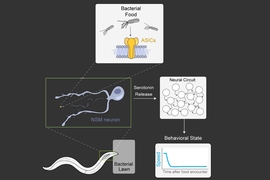 MIT neuroscientists have identified neurons in the gut of the worm C. elegans that help alert the animal to stop moving when it encounters a rich food source.