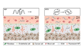 MIT engineers have designed a magnetic microrobot that can help push drug-delivery particles into tumor tissue (left). They also employed swarms of naturally magnetic bacteria to achieve the same effect (right).