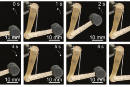 The fibers developed by the MIT team can lift 650 times their own weight, and might be used to control robotic or prosthetic limbs.