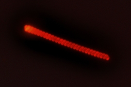 This dark-field image shows a marine microalgae organism in a droplet of Boston Harbor sea water that was positioned on the luminescent substrate. 