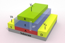 In the new simulated synapse, ions of hydrogen (protons), shown as H+, can migrate back and forth between a hydrogen reservoir material (R) and an active material (A), tungsten trioxide, passing through an electrolyte layer (E). The movement of the ions is controlled by the polarity and strength of a voltage applied through gold electrodes (S and D), and this in turn changes the electrical resista...