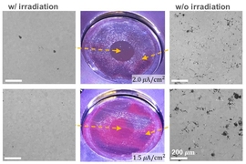 These optical and scanning electron microscope images show irradiated and unirradiated zones of a nickel-chromium alloy. The left side shows examples of foils with irradiation; instead of degrading the material as it almost always does, the radiation actually makes it stronger by reducing the rate of corrosion.