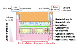 microbiome model