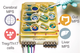 organs-on-a-chip