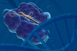 crispr molecule