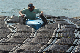 person manually flipping oyster bags