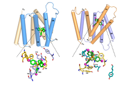 diagram of structure of the EmrE transporter