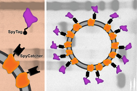 schematic of the vaccine