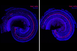 cellular regeneration