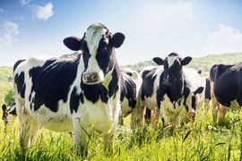 cows in a field