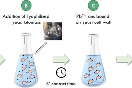 diagram of yeast removal process