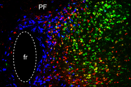 image of the parafascicular (PF) thalamus