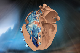 A cross section of a heart with tube-like “muscles” wrapped around it