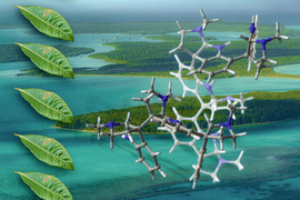 Photo-collage shows a large molecule over an aerial photo of New Calendonia. On the left are five Psychotria leaves in a vertical line.